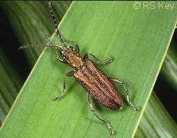 Attēlu rezultāti vaicājumam “Donacia”