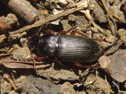 Attēlu rezultāti vaicājumam “Pseudoophonus rufipes”