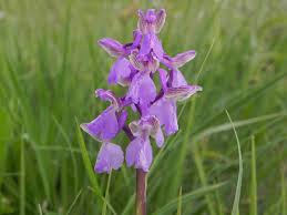 Attēlu rezultāti vaicājumam “Orchis morio”