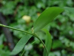 Attēlu rezultāti vaicājumam “Elytrigia repens flower”