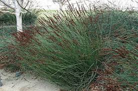 Attēlu rezultāti vaicājumam “Enteridium corticatum”