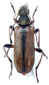 Attēlu rezultāti vaicājumam “Cortodera femorata”