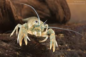 Attēlu rezultāti vaicājumam “Astacus astacus”