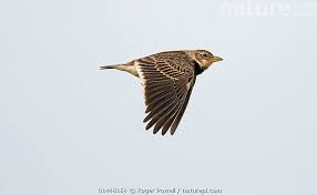 Image result for Melanocorypha calandra