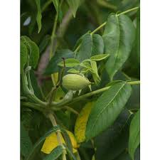 Attēlu rezultāti vaicājumam “Juglans ailanthifolia”