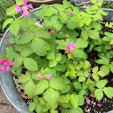Attēlu rezultāti vaicājumam “Rubus arcticus”