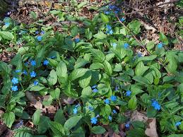 Image result for Omphalodes verna