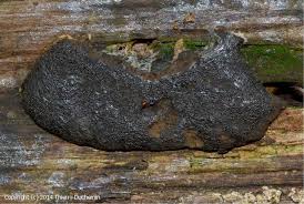 Attēlu rezultāti vaicājumam “Lindbladia tubulina”