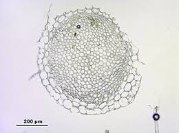 Attēlu rezultāti vaicājumam “Sphagnum fimbriatum”
