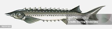 Image result for Acipenser oxyrinchus oxyrinchus
