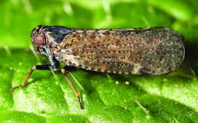 Attēlu rezultāti vaicājumam “Cixius sp.”