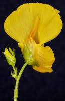 Attēlu rezultāti vaicājumam “Utricularia intermedia bud”