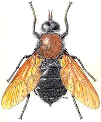 Attēlu rezultāti vaicājumam “Clitellaria ephippium”