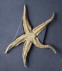 Image result for Asterias rubens