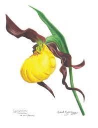 Attēlu rezultāti vaicājumam “Cypripedium calceolus flower”