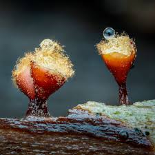 Attēlu rezultāti vaicājumam “Hemitrichia decipiens var. hemitrichoides”