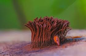 Attēlu rezultāti vaicājumam “Stemonitis marjana macro”