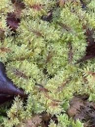 Attēlu rezultāti vaicājumam “Hylocomium splendens”