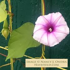 Image result for Ipomoea Lavender