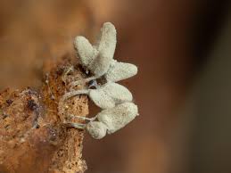 Attēlu rezultāti vaicājumam “Arcyria denudata stalked”