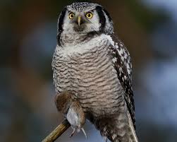 Image result for Surnia ulula