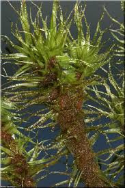 Attēlu rezultāti vaicājumam “Dicranum polysetum”