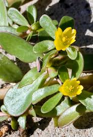 Attēlu rezultāti vaicājumam “Portulaca oleracea flower”