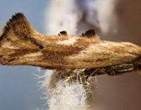 Attēlu rezultāti vaicājumam “Epermenia falciformis”