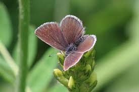 Attēlu rezultāti vaicājumam “Cupido minimus female”