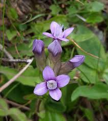 Attēlu rezultāti vaicājumam “Gentianella campestris”