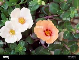 Attēlu rezultāti vaicājumam “Portulacaceae”