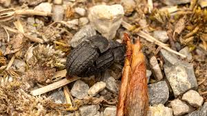 Attēlu rezultāti vaicājumam “Opatrum sabulosum”