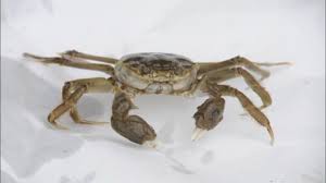 Image result for Eriocheir sinensis