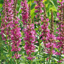 Image result for Blutweiderich