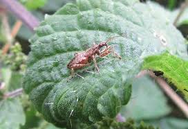 Attēlu rezultāti vaicājumam “Himacerus apterus”