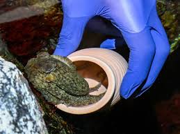 Image result for Stoke Willfield Octopush Club