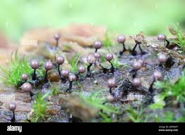 Attēlu rezultāti vaicājumam “Lamproderma columbinum”