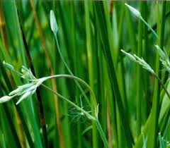Attēlu rezultāti vaicājumam “Stellaria palustris”