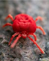 Attēlu rezultāti vaicājumam “Trombidiidae”