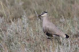 Image result for Vanellus gregarius