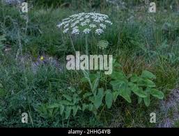 Attēlu rezultāti vaicājumam “Laserpitium latifolium bud”