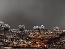 Attēlu rezultāti vaicājumam “Licea pusilla sessile”