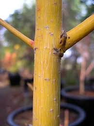 Attēlu rezultāti vaicājumam “Acer rufinerve”