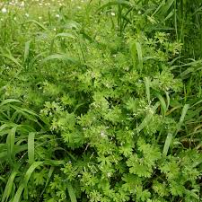 Attēlu rezultāti vaicājumam “Geranium pusillum leaf”