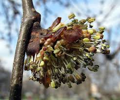 Attēlu rezultāti vaicājumam “Ulmus glabra flower”