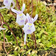 Image result for Utricularia