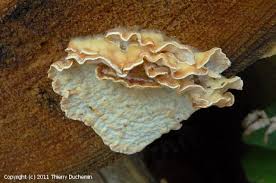 Attēlu rezultāti vaicājumam “Skeletocutis carneogrisea”