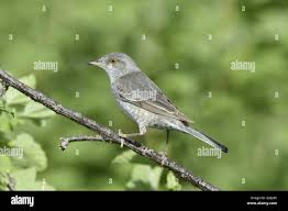 Attēlu rezultāti vaicājumam “Sylvia nisoria”