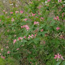 Attēlu rezultāti vaicājumam “Lonicera tatarica flower”