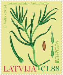 Attēlu rezultāti vaicājumam “Najas flexilis”